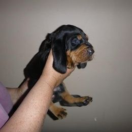 Black and Tan Coonhound Puppies from Kalan Kennel