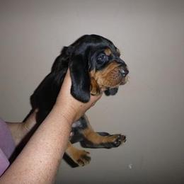 Black and Tan Coonhound Puppies from Kalan Kennel