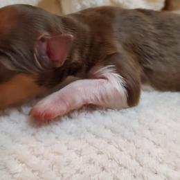 Miniature Australian Shepherd Puppies from Barnyard Mini Aussies