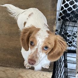 Addie - Dachshund