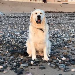 Golden Retrievers from Night Sky Golden