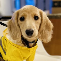 Dachshunds from Lake Forest Cream Dachshunds