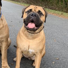 Pompeii - Bullmastiff