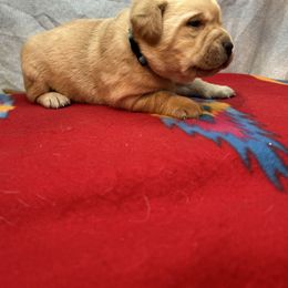 Blue - Yellow female Labrador Retriever puppy in Iowa City, Iowa from Country Road Acres