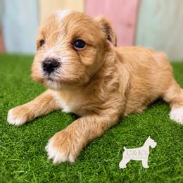 Maple - Wheaten female Miniature Schnauzer puppy in Lufkin, Texas from C&K’s Schnauzer House