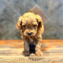 Scarecrow - Red  male Goldendoodle puppy in Bells, Texas from Partridge Doodles and Poodles