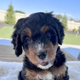 Star - Tri-color female Bernedoodle puppy in Nampa, Idaho from Ember Skies Doodles