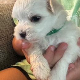 Boy, Green Collar - White male Maltese puppy in Cisco, Texas from Fancy Pants Maltese
