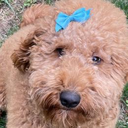 Ember - Goldendoodle