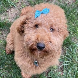 Ember - Goldendoodle