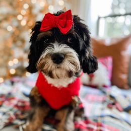 Mona - Cavapoo