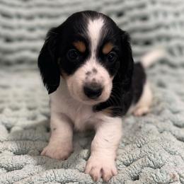 Archer - Piebald male Dachshund puppy in Purdy, Missouri from Shotgun Pups