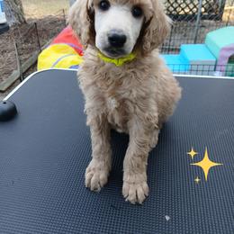 Yellow - Apricot female Poodle puppy in Big Rapids, Michigan from Meeker's Ridge Standard Poodles