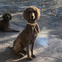 Ruby - Poodle