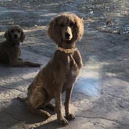 Ruby - Poodle