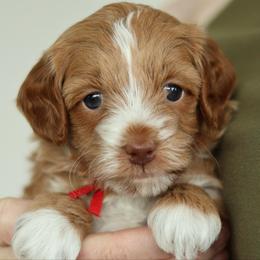 Champ - Red male Bernedoodle puppy in Concord, California from Golden State Good Dogs