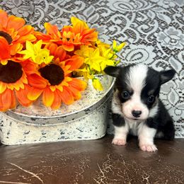 Mira - Black and tan female Pembroke Welsh Corgi puppy in Ritzville, Washington from Sapphire Iris Corgis