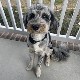 Bernedoodle and Sheepadoodle Puppies from Luv My Doodle