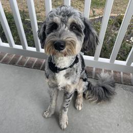 Bernedoodle and Sheepadoodle Puppies from Luv My Doodle
