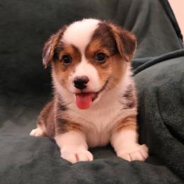 Patriot - Black and tan male Pembroke Welsh Corgi puppy in Arcanum, Ohio from Weissway Corgis