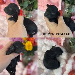 Minnie - Black female Cockapoo puppy in Lafayette, Louisiana from Kinkade Kennels