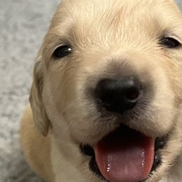 Golden Retrievers, Labrador Retrievers, and Spinoni Italiani from Belle Shain Kennels