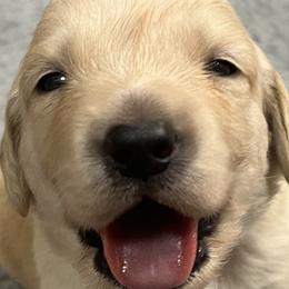 Golden Retrievers, Labrador Retrievers, and Spinoni Italiani from Belle Shain Kennels