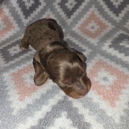 Dapple girl - Dapple female Dachshund puppy in De Beque, Colorado from ITSAR Ranch