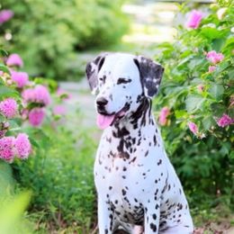 Hazel - Dalmatian