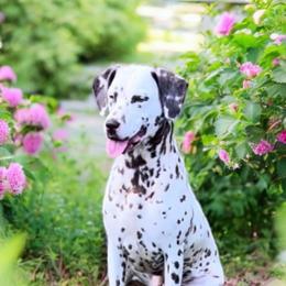 Hazel - Dalmatian