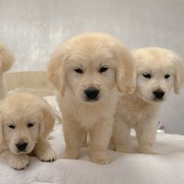 Golden Retriever Puppies from Goldens of Hope