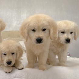Golden Retriever Puppies from Goldens of Hope