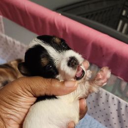 Girl 1 - Parti female Yorkshire Terrier puppy in Newport News, Virginia from Ty-Shea Designs Yorkies and More LLC