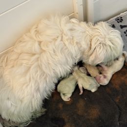Maltese and Maltipoo Puppies from Julie Tremblay