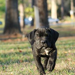 Apollo Ex: Hansen - Black male Cane Corso puppy in Houston, Texas from Zenith Cane Corso