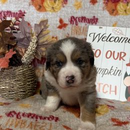 Thor - Blue merle male Miniature Australian Shepherd puppy in Liberty, Mississippi from Liberty Oaks Aussies and Dachshunds