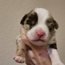 Miniature American Shepherd and Toy Australian Shepherd Puppies from Riverstone Aussies