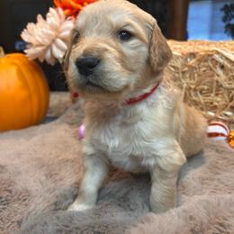 Red - Golden male Golden Retriever puppy in Bonanza, Oregon from Gold 'N Dust Ranch