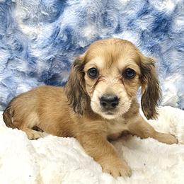 Nola - Cream female Dachshund puppy in Onalaska, Texas from Smokey Pines Dachshunds