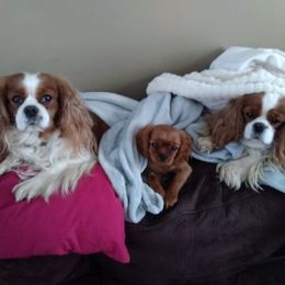 Cavalier King Charles Spaniels from Dawn Miner's Cavalier King Charles Spaniels