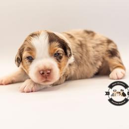 Red Merle 1 - Red merle female Miniature American Shepherd puppy in Tonopah, Arizona from King's Miniature American Shepherds