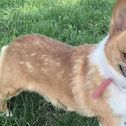 American Corgis and Pembroke Welsh Corgis from Circle D Corgis