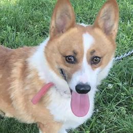 American Corgis and Pembroke Welsh Corgis from Circle D Corgis