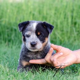 Lemonade - Blue speckled female Australian Cattle Dog puppy in Fairview, Oklahoma from Flying D Kennels