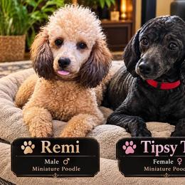 Poodle Puppies from Seattle Sankofa Kennel Club