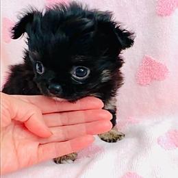 Black Rose(pending) - Black and white female Chihuahua puppy in Santa Rosa Beach, Florida from Eva's Chihuahua