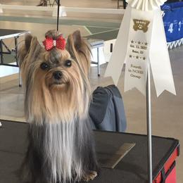 Yorkshire Terrier puppies from Earthmountain Yorkies