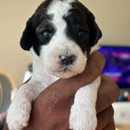 Punky - Parti female Poodle puppy in Randallstown, Maryland from Parson Standards
