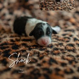 Shock - Black and white male Aussiedoodle puppy in Inman, South Carolina from Dark Corner Doodles