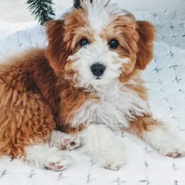 Assorted Doodle Crosses from Real Blue Sky Sheltidoodle Puppies